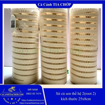SỨ CỦ SEN MOUNTAIN TREE THẾ HỆ 2 – LỌC SIÊU XỐP, SIÊU SẠCH CHO HỒ CÁ- SỨ ROOT 2- SỨ CỦ SEN MOUTAIN TREE
