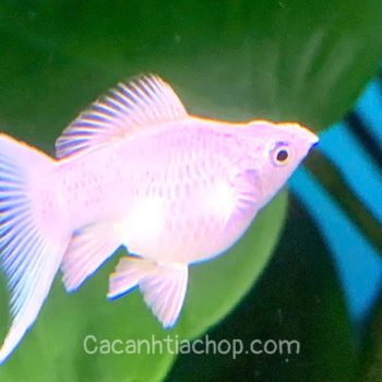 MOLLY PLATINUM ĐUÔI ÉN – SIZE TO, HÀNG ĐẸP VỪA CẬP BẾN