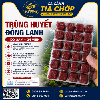TRÙNG HUYẾT ĐÔNG LẠNH – VỈ 24 VIÊN (100G- THỨC ĂN CHO CÁ CẢNH TRÙNG HUYẾT ĐÔNG LẠNH