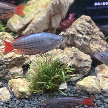 CÁ CẦU VỒNG KẺ SIZE 7–8CM MỚI VỀ