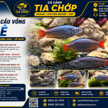CÁ CẦU VỒNG KẺ SIZE 7–8CM MỚI VỀ