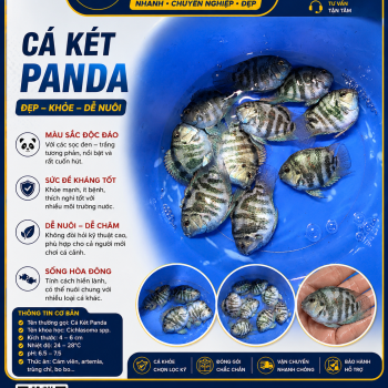 CÁ KÉT PANDA SIZE TO MỚI VỀ