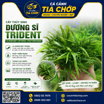 CÂY THỦY SINH DƯƠNG SỈ TRIDENT – VẺ ĐẸP TINH TẾ CHO MỌI HỒ THỦY SINH