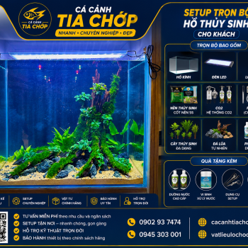 Hoàn thành setup hồ thủy sinh cho khách nước ngoài