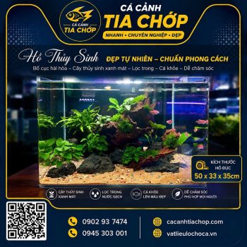 HỒ THỦY SINH 50 × 33 × 35CM- HD-503335-1