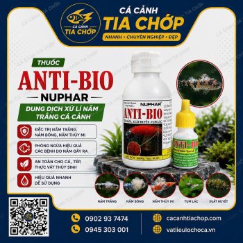 Thuốc Trị Nấm NUPHAR Anti Bio – Đặc Trị Nấm, Lở Loét, Mục Đuôi Cho Cá Cảnh