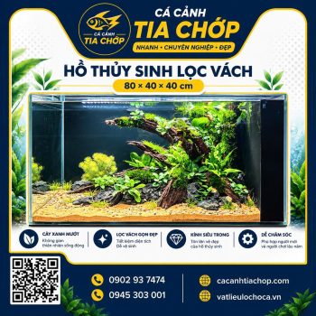 Hồ Thủy Sinh 80×40×40cm – Cây Xanh Mướt, Lọc Vách Gọn Đẹp
